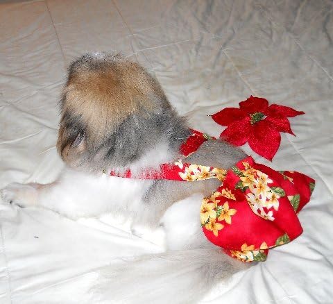 Joybies Red Aloha piddle suknja za x mali ženski pas koji mjeri 11 - 13 uz leđa od ovratnika do baze repa