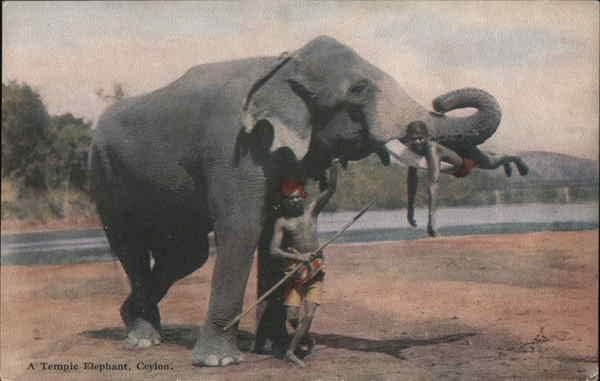 Originalna antička razglednica Hramska slona Jugoistočne Azije Šri Lanka