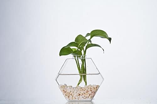 Blogblog staklene zidne žardinjere 6kom za terarij viseći držači za biljke za zrak spremnici za hidroponiku za biljke, sukulente,